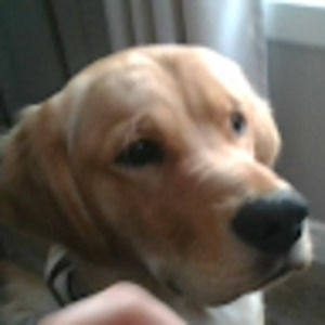 Meet your Posher, Ava